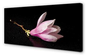 Obraz canvas kvetina voda 100x50 cm