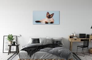 Obraz na plátne ležiace mačka 100x50 cm