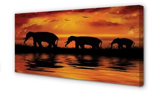 Obraz canvas slony West Lake 100x50 cm