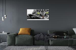 Obraz na plátne šedočierna mačka 100x50 cm