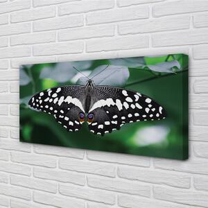 Obraz na plátne Farebný motýľ lístia 100x50 cm