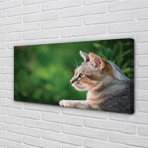 Obraz na plátne vyzerajúci mačka 100x50 cm