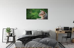 Obraz na plátne vyzerajúci mačka 100x50 cm