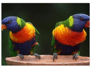 Obraz papagájov (70x50 cm)
