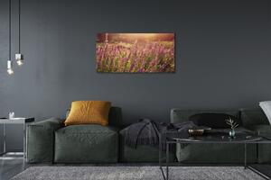 Obraz canvas heather pole 100x50 cm