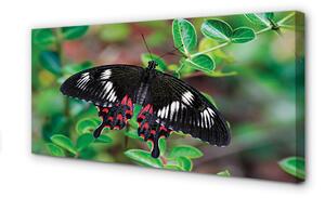 Obraz na plátne List farebný motýľ 100x50 cm