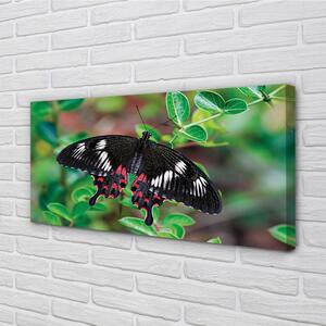 Obraz na plátne List farebný motýľ 100x50 cm