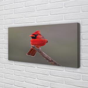 Obraz na plátne Red papagáj na vetve 100x50 cm