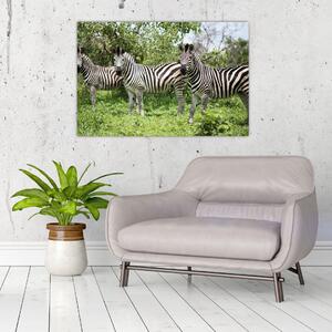Obraz so zebrami (90x60 cm)
