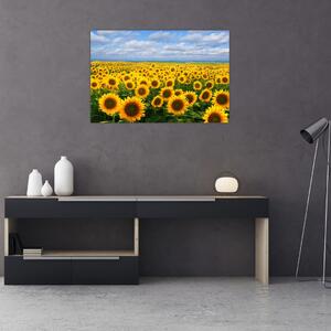 Obraz slnečnicového poľa (90x60 cm)