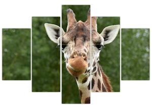 Obraz žirafy (150x105 cm)