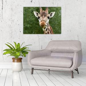 Obraz žirafy (70x50 cm)