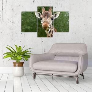 Obraz žirafy (90x60 cm)