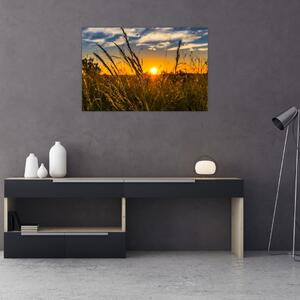 Obraz pole pri západe slnka (90x60 cm)