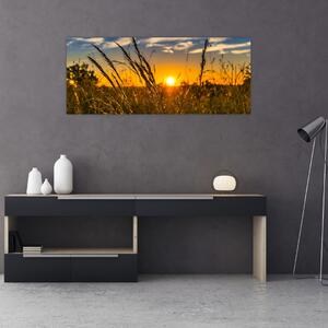 Obraz pole pri západe slnka (120x50 cm)