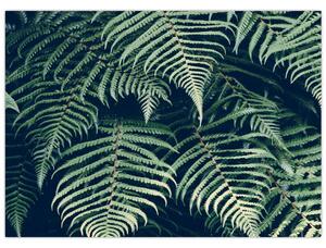 Obraz listov papradí (70x50 cm)