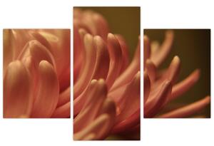 Obraz detailu kvety (90x60 cm)
