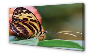 Obraz na plátne motýľ 100x50 cm