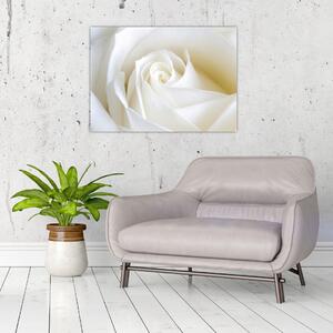 Obraz biele ruže (70x50 cm)