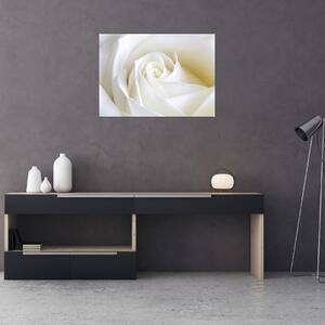 Obraz biele ruže (70x50 cm)