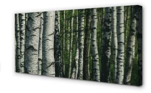 Obraz canvas brezového lesa 100x50 cm