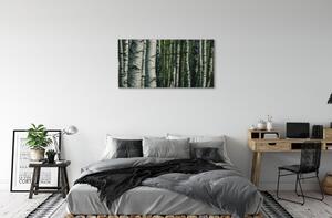 Obraz canvas brezového lesa 100x50 cm