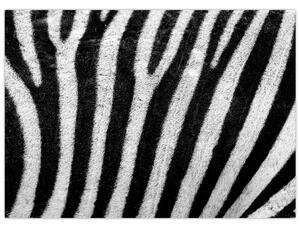 Obraz kože zebry (70x50 cm)