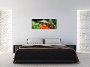 Obraz motýľa na kvetine (120x50 cm)