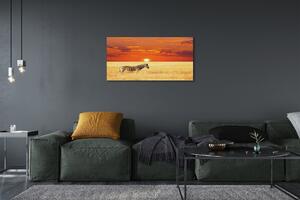 Obraz na plátne Zebra poľa sunset 100x50 cm