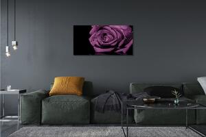 Obraz canvas purpurová ruža 100x50 cm