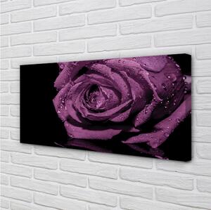 Obraz canvas purpurová ruža 100x50 cm