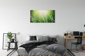 Obraz canvas Tráva slnko kvapky 100x50 cm