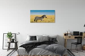 Obraz na plátne Zebra box 100x50 cm