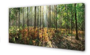 Obraz canvas les breza 100x50 cm