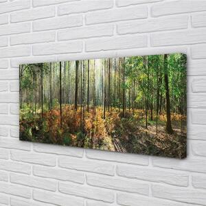Obraz canvas les breza 100x50 cm