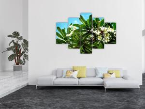 Obraz - Plumeria (150x105 cm)