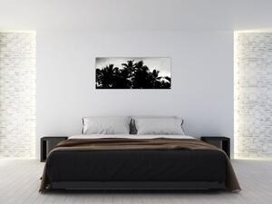 Obraz čiernobiely - palmy (120x50 cm)