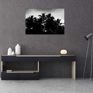 Obraz čiernobiely - palmy (90x60 cm)