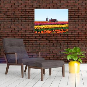 Obraz tulipánové farmy (70x50 cm)