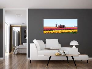 Obraz tulipánové farmy (120x50 cm)