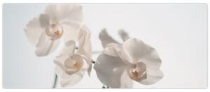 Obraz bielej orchidey (120x50 cm)
