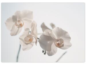 Obraz bielej orchidey (70x50 cm)