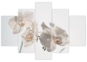 Obraz bielej orchidey (150x105 cm)