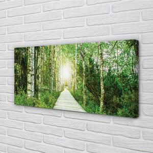 Obraz canvas Breza lesná cesta 100x50 cm
