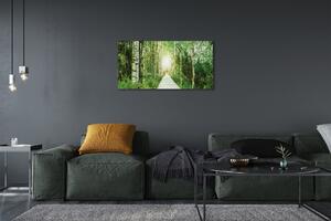 Obraz canvas Breza lesná cesta 100x50 cm