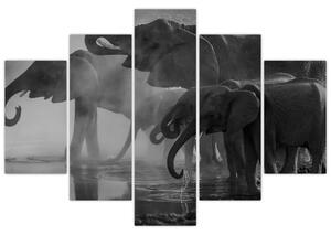 Obraz slonov - čiernobiely (150x105 cm)