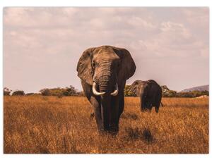 Obraz - Príchod slona (70x50 cm)