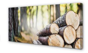 Obraz canvas Drevo prales prírode 100x50 cm