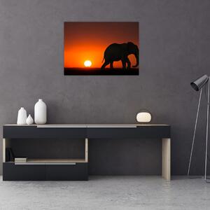 Obraz slona pri západe slnka (70x50 cm)