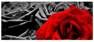 Obraz - Kvety ruží (120x50 cm)